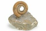 Early Devonian Ammonite (Anetoceras) - Tazarine, Morocco #249254-1